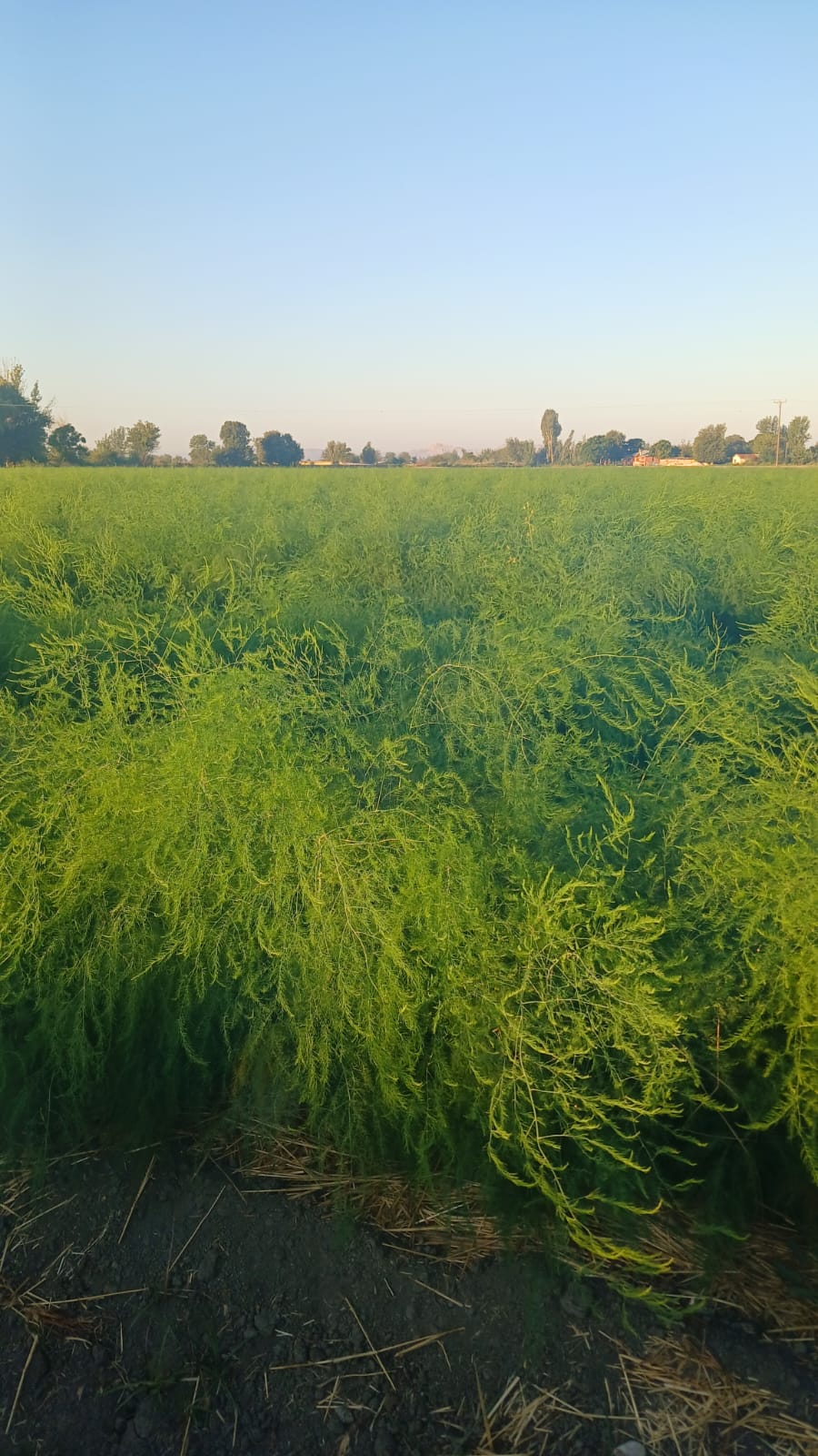 Tarlamızdan kareler